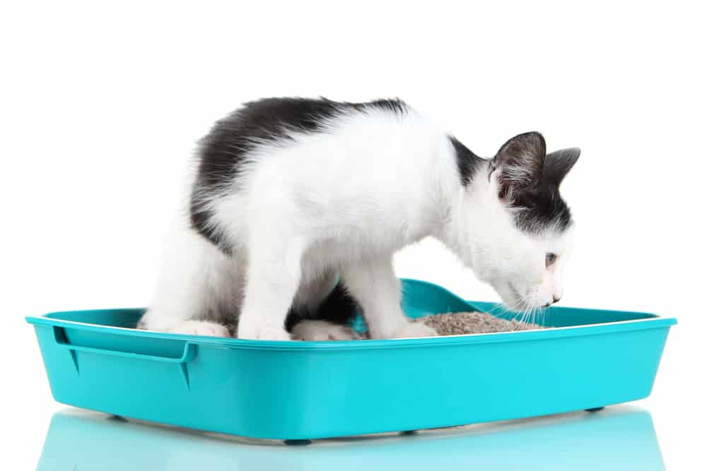 Encontre a melhor caixa de areia para gatos e presenteie o seu pet!