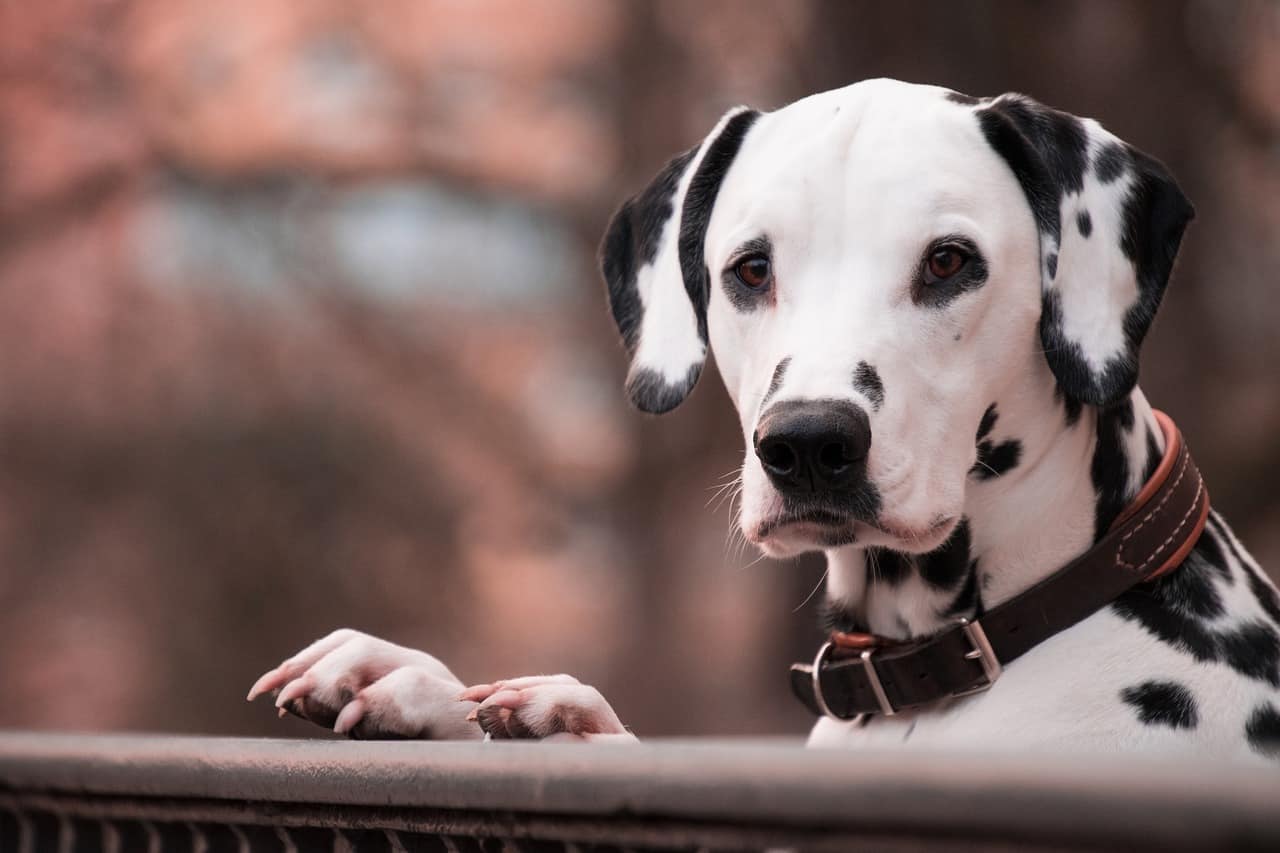 Como escolher a melhor coleira para cachorro? [Guia Completo]