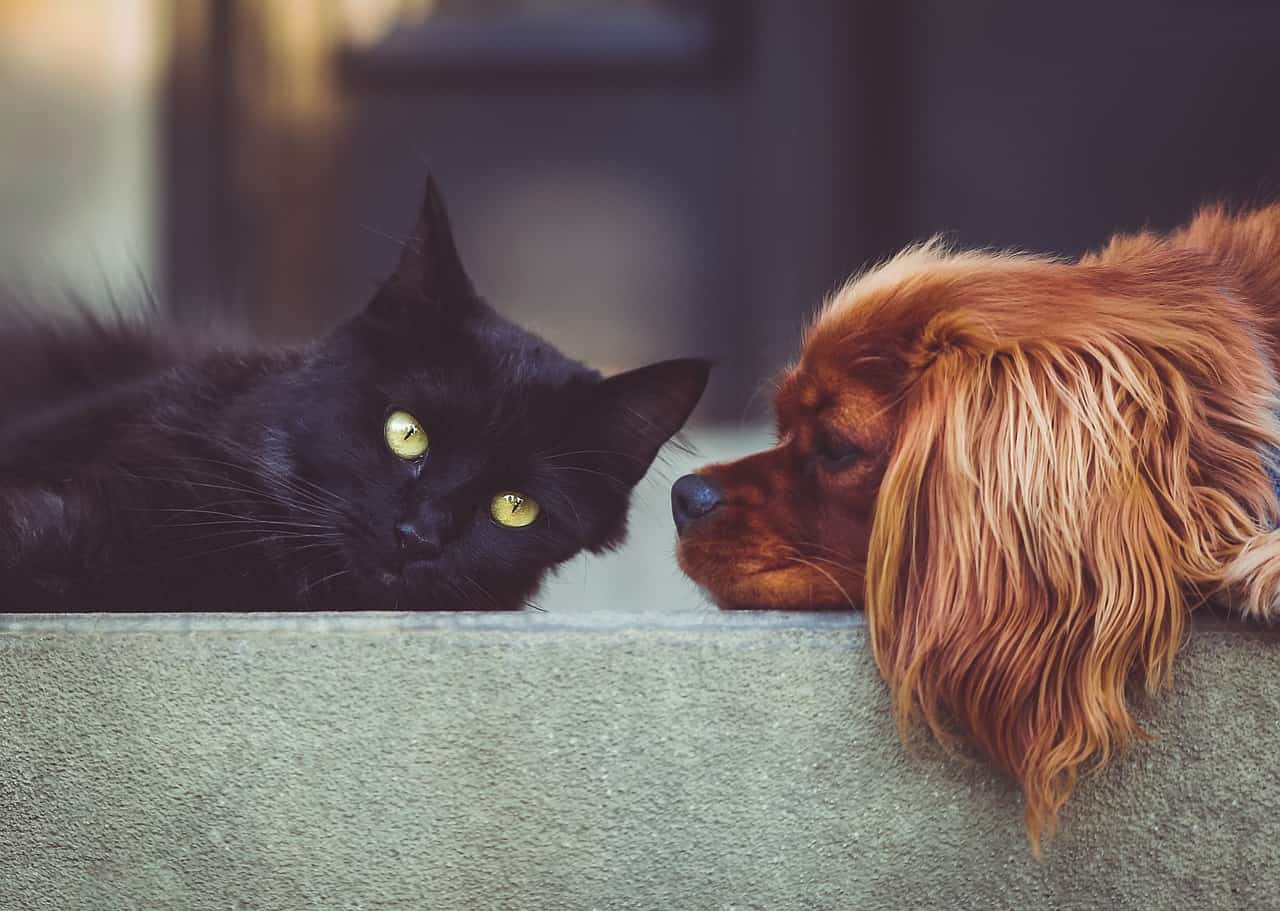 Quais são os melhores acessórios para cães e gatos?