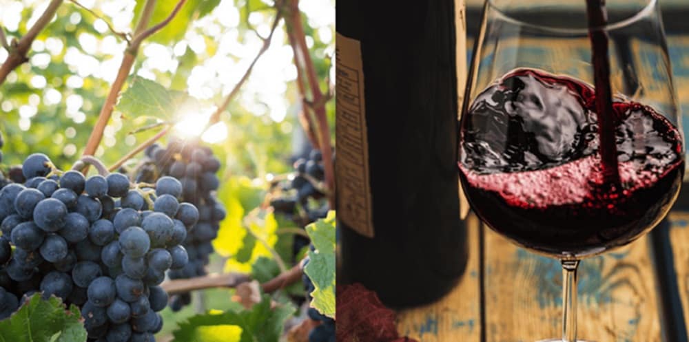 Melhores vinhos tintos: 5 opções saborosas de tintos